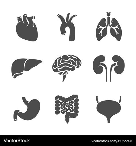 Internal Organ Icon Set Royalty Free Vector Image