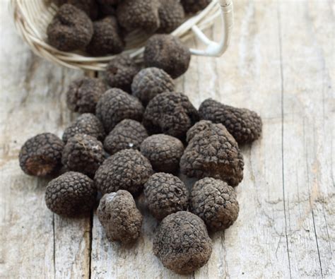 Tuber Melanosporum Vittadini Tartufo Nero Pregiato Irene Ragni