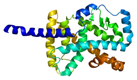 Rar Related Orphan Receptor Alpha Alchetron The Free Social Encyclopedia