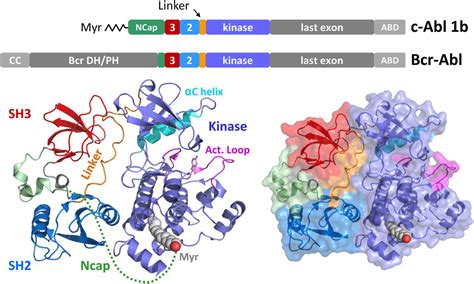 Structure And Dynamic Regulation Of Abl Kinases Journal Of