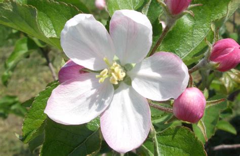 リンゴってどんな花咲く季節はどこに生えてる徹底解説 FlowerPlant