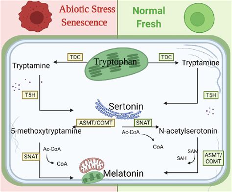 Synthesis pathway of melatonin in plants TDC, tryptophan decarboxylase;... | Download Scientific ...