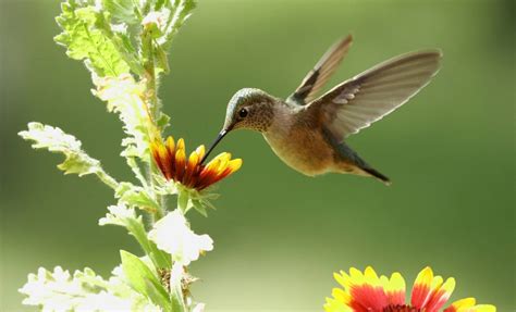 Hummingbirds in Arkansas: 9 Species That You Can Spot