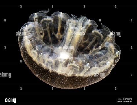 Luna Medusas De La Cnidarian Ephyra Medusa Aurelia Aurita Medusae Son