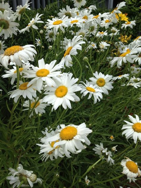 Daisies He Loves He Loves Me Not Game I Used To Play With Daisies