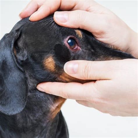 how to cure conjunctivitis in dogs