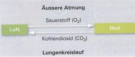 Fotosynthese Karteikarten Quizlet