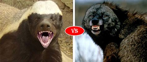 wolverine-vs-honey-badger-1 - Animals Comparison