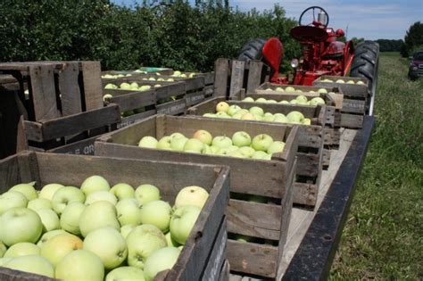 Lodi Apples Tuttle Orchards