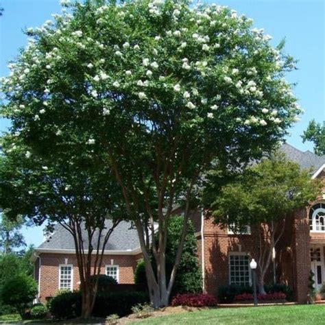 Natchez Crape Myrtle — PlantingTree.com