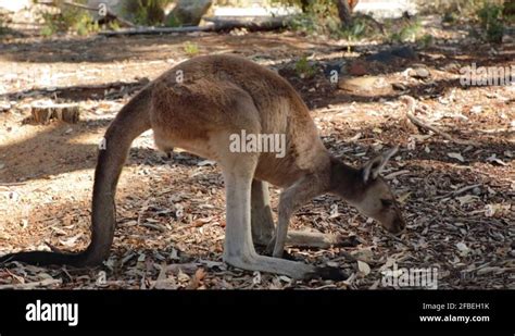 Mum Kangaroo Carrying Joey In Her Pouch Stock Videos And Footage Hd And 4k Video Clips Alamy