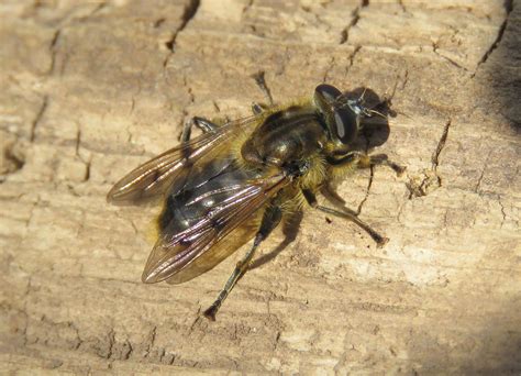 Chalcosyrphus Eunotus Male Oxhouse Farm Warwickshire Flickr