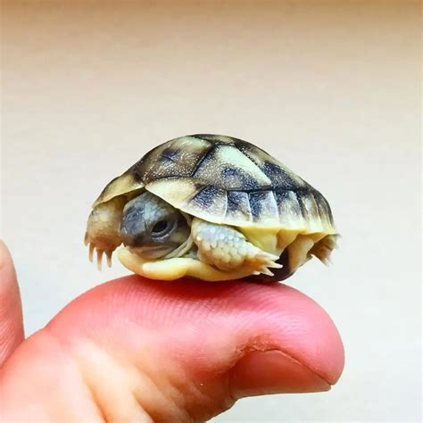 Hermann's Tortoise | Captive Breeding