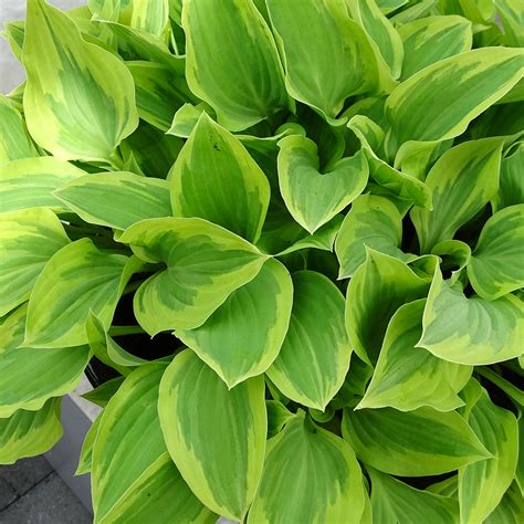 Hosta Pilgrim Variété Naine Aux Feuilles Gris Vert Et Blanc Crème