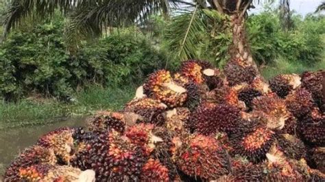 Daftar Harga Tbs Kelapa Sawit Riau Periode November Alami