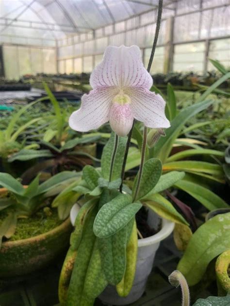 Pin by Viki Si on Растения Paphiopedilum Plants