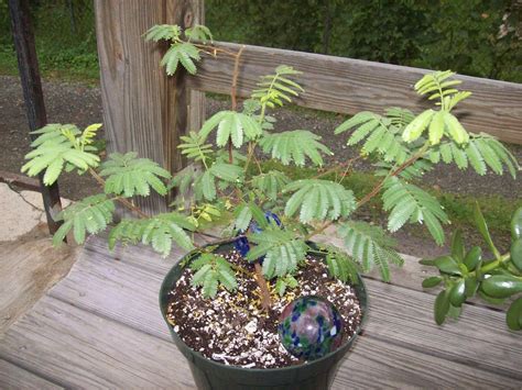 Mimosa tenuiflora | Mimosa, Wild harvest, Garden trees