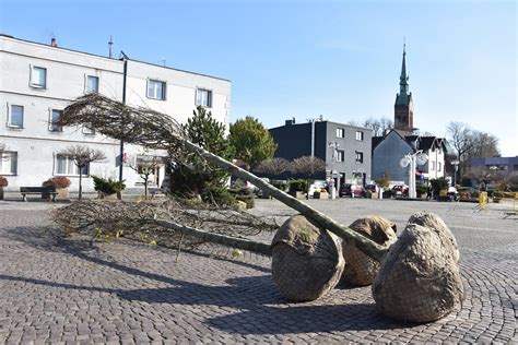 Na rydułtowskim rynku sadzą drzewa Dziennik Zachodni