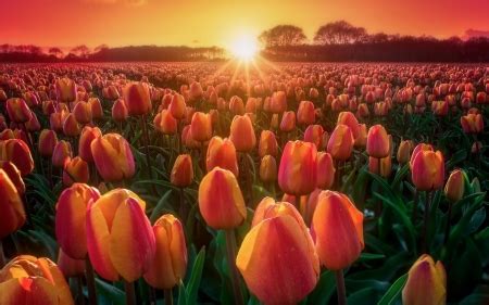 Sunset at tulips field - Flowers & Nature Background Wallpapers on ...