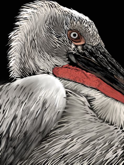 Dalmatian Pelican :: Behance