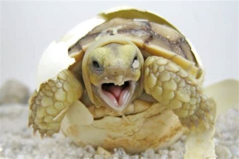 Sulcata Tortoise - A-Z Animals