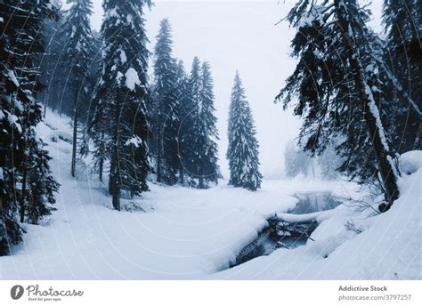 Foggy Winter Forest And River Landscape A Royalty Free Stock Photo