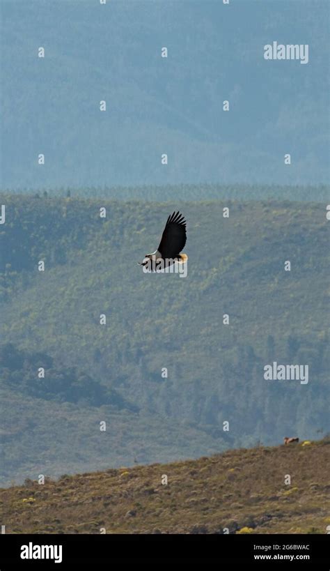 Eagle flying high Stock Photo - Alamy