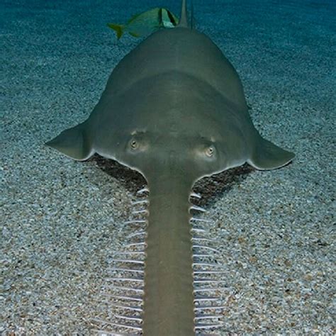 Longcomb Sawfish - Georgia Aquarium