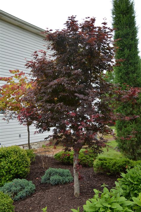 Acer palmatum 'Bloodgood' – Passiglia Landscape, Nursery & Garden Center