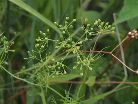 Maryland Biodiversity Project Mock Bishop S Weed Ptilimnium Capillaceum