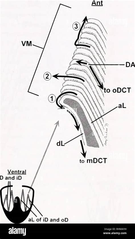 Zebra Mussel Diagram