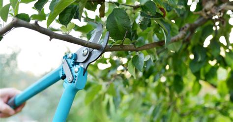 The Ultimate Guide To Pruning Your Ornamental Plants