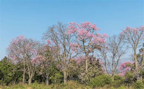 18 Most Fascinating Amazon Rainforest Plants - Exploor Peru