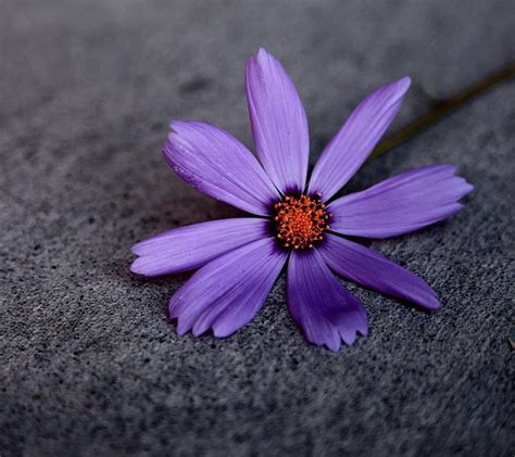 Purple Petals Purple Flower Single Petals Pavement Hd Wallpaper