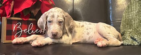 AKC Lilac Harlequin Tanpoint Male Great Dane Great Dane Puppies For