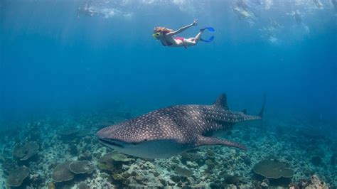 South Ari Atoll | ZuBlu | Swimming with whale sharks, Maldives, Ari atoll