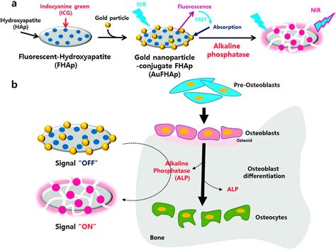 Alkaline Phosphatase ALP