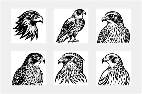 Hawk illustration bundle 47466770 Vector Art at Vecteezy