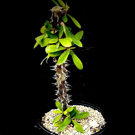 Euphorbia Madagascar Hybrids Pots Open Pollination | Rare Euphorbia For Sale – Paradise Found ...