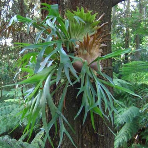 Platycerium Bifurcatum Staghorn Fern Plantinfo