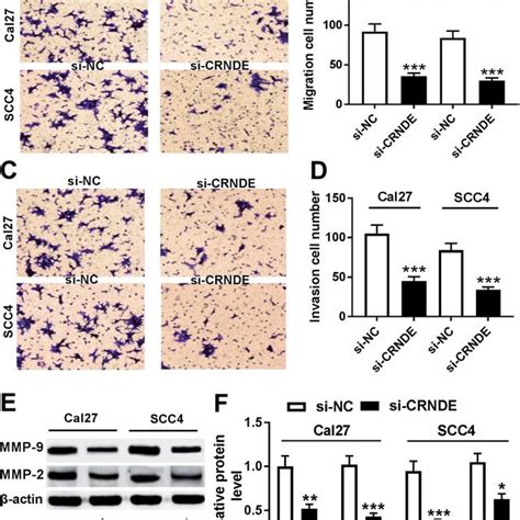 Crnde Knockdown Repressed The Migration Invasion And Related Proteins