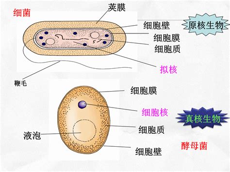 酵母菌结构 图库 五毛网