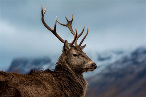 Glen Etive Stags - FighterControl
