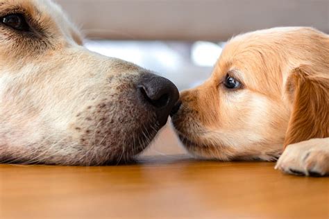 How Do Mother Dogs Show Affection To Puppies