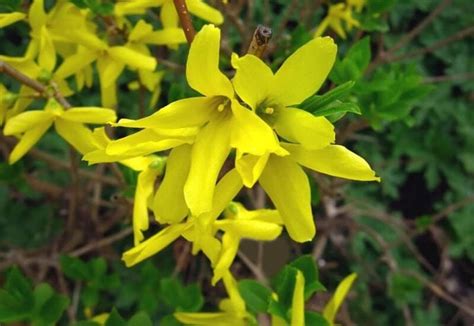 10 Spectacular Forsythia Bush Varieties for a Garden Painted in Gold