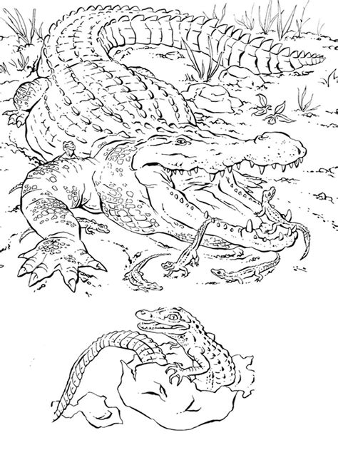 Printable Crocodile Animal Coloring For Adults K5 Worksheets Farm