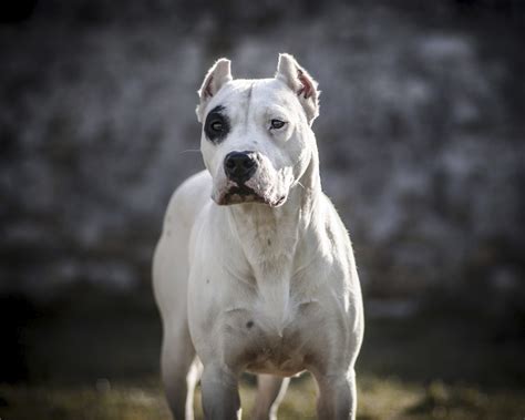 Dogo Argentino - K9 School