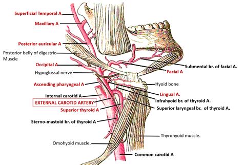 External Carotid Artery Origin Course And Branches