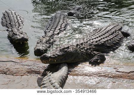 One Crocodile Showing Image & Photo (Free Trial) | Bigstock