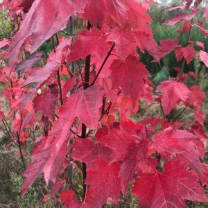 Acer Pseudoplatanus Leopoldii Rable Sycomore De Leopold Pepiniere